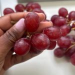 Hand checking red table grapes during a grape quality inspection