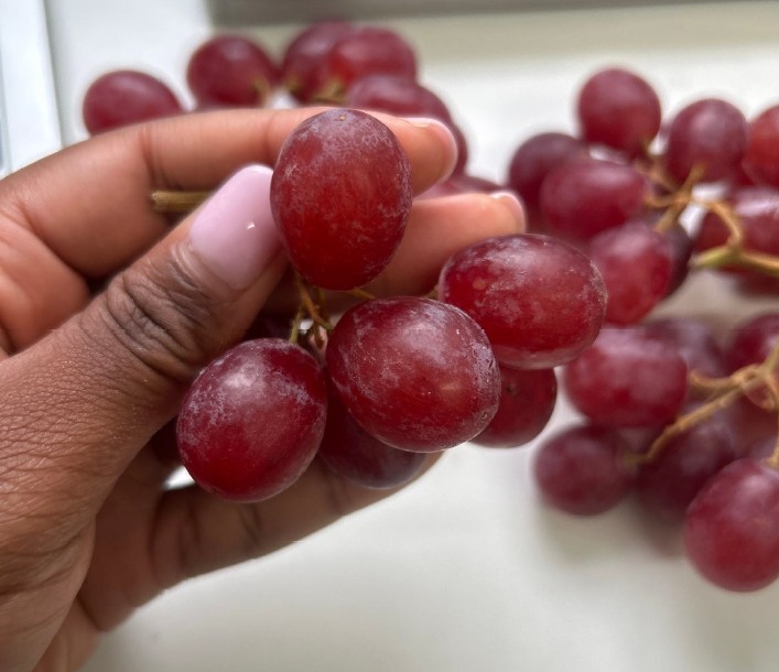 Hand checking red table grapes during a grape quality inspection