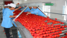 Tomato Paste Processing Line