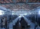 Dairy Processing Machinery