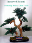 Preserved Bonsai Trees