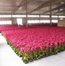 Baoding City Northern Flower Manufacturing Co.,Ltd.
