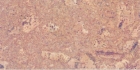 Cork Flooring (hk-1017)