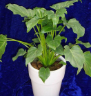 Foliage Plant (P5310105)
