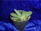 Cactus and Succulent (P6090200)