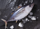 Frozen Yellowfin tuna
