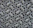 Lace Embroidered Fabric-F/CH5009